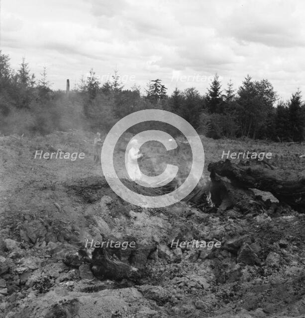 After bulldozer has taken out and piled the heavy stumps..., Michigan Hill, Thurston County, 1939. Creator: Dorothea Lange.