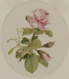 A Rose, mid 19th century. Creator: John William Hill.