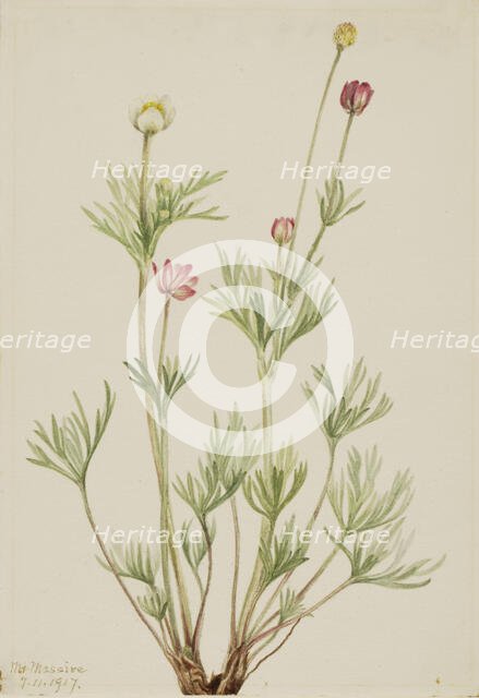 Globe Anemone (Anemone globosa), 1917. Creator: Mary Vaux Walcott.