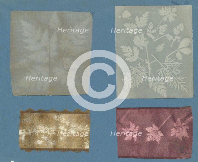 [Botanical Specimens], ca. 1841. Creator: Attributed to Robert Hunt (British, 1807-1887).