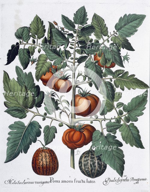 Tomatoes and melons, 1613. Artist: Unknown