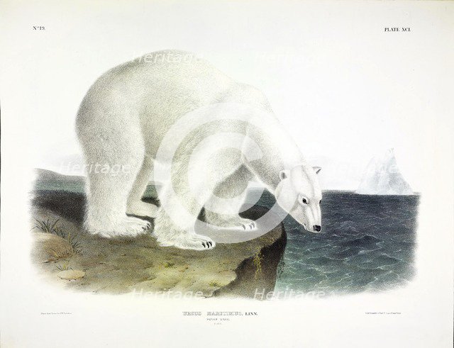 Polar Bear, Urusus Maritimus, 1845.