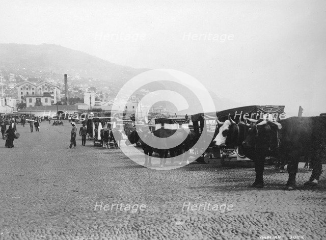 Bullock carriages, Madeira, Portugal, c1920s-c1930s(?). Artist: Unknown