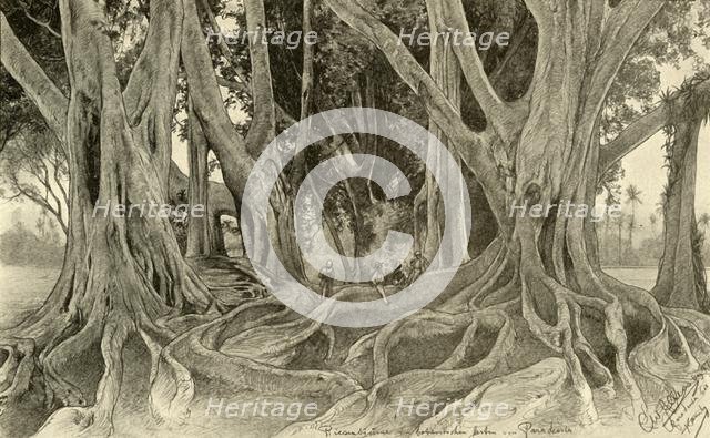 Giant trees in the botanical gardens, Peradeniya, Kandy, Ceylon, 1898. Creator: Christian Wilhelm Allers.