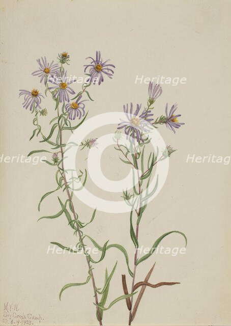 Prairie Aster (Aster campestris), 1923. Creator: Mary Vaux Walcott.