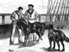Return of the Prince of Wales from India: life on board the Serapis: Pony and Thibet Dog...1876. Creator: Unknown.