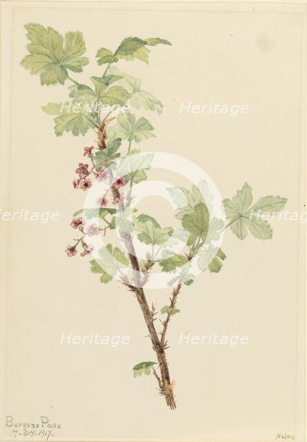 Prickly Currant (Ribes lacustre), 1917. Creator: Mary Vaux Walcott.