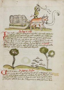 A Farmer Driving an Ox and Wagon: Swarms of Insects; Fables, third quarter of 15th century. Creator: Unknown.