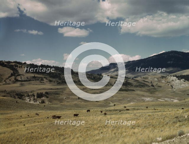 Bands of sheep on the Gravelly Range at the foot of Black Butte, Madison County, Montana, 1942. Creator: Russell Lee.