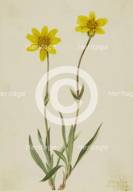 Woolly Arnica (Arnica tomentosa), 1920. Creator: Mary Vaux Walcott.