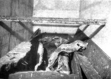 'L'Arret du repli allemand; Le plus odieux pillage: cercueils fractures et vides de leurs cendres da Creator: Unknown.