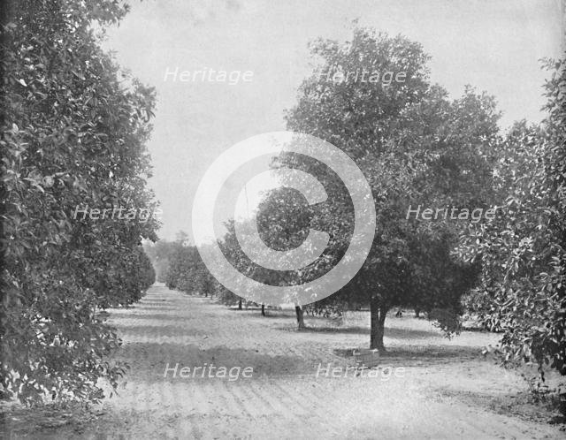 'Orange Grove, Seville, Florida', c1897. Creator: Unknown.