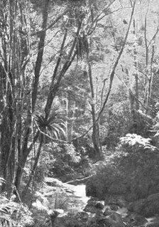 'Dans la foret de Madilo (jadis foret vierge de Madagascar); Iles Africaines de la mer..., 1914. Creator: Unknown.