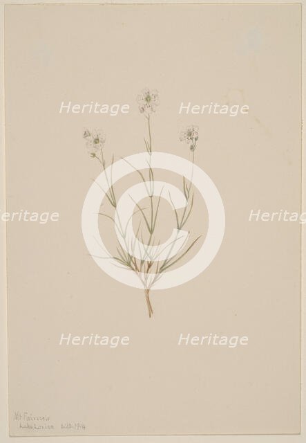 Arenaria formosa, 1904. Creator: Mary Vaux Walcott.