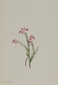 Pink Heather (Phyllodoce empetriformis), 1901. Creator: Mary Vaux Walcott.