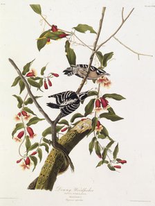 The downy woodpecker. From "The Birds of America", 1827-1838. Creator: Audubon, John James (1785-1851).