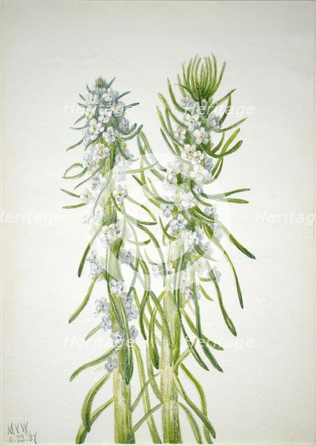 Miner's Candle (Oreocarya virgata), 1937. Creator: Mary Vaux Walcott.