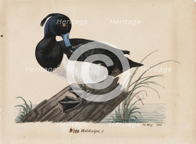 Tufted Duck, 1835. Creator: Magnus von Wright.