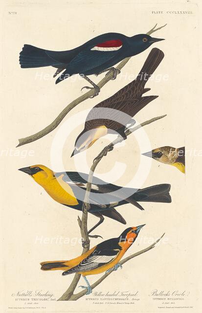 Nuttall's Starling, Yellow-headed Troopial and Bullock's Oriole, 1837. Creator: Robert Havell.