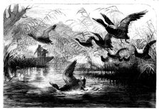 Wild Fowl Shooting, 1858. Creator: Unknown.