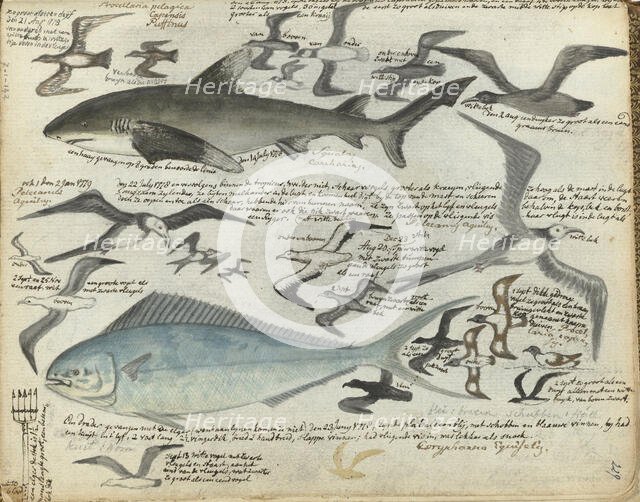 Sea birds and sea fish, 1778-1779. Creator: Jan Brandes.