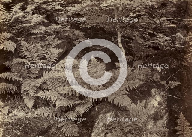 Untitled (Fern Study), late 1870s. Creator: Frank Meadow Sutcliffe (British, 1853-1941).