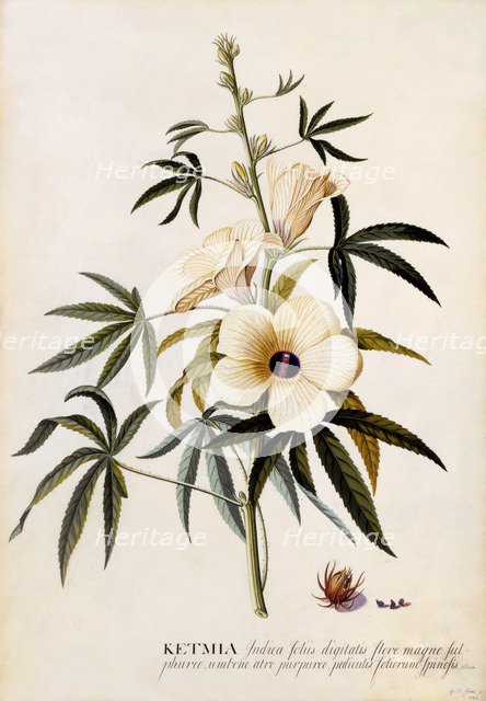 Ketmia, c. 1742 (hand coloured engraving). Creator: "Georg Dionysius Ehret (1710 - 70); Ehret, Georg Dionysius (1710-1770)".