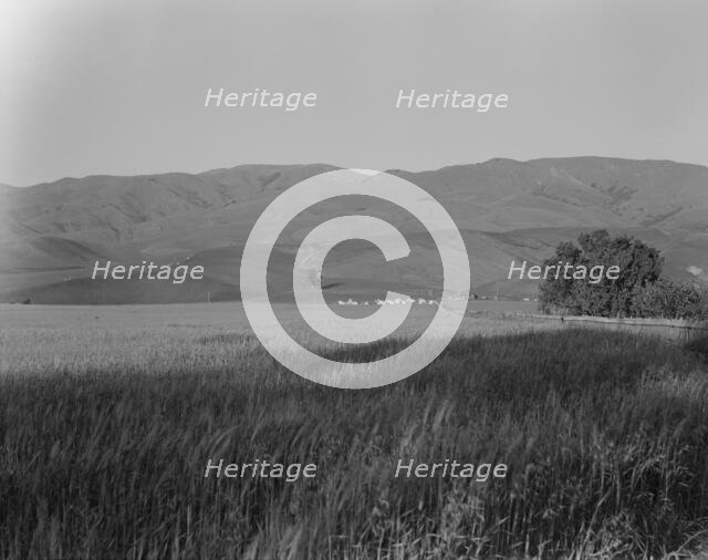 Migratory labor camp in the Santa Clara Valley, California, 1937. Creator: Dorothea Lange.