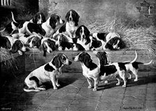 Mr. J. Moss's pack of basset-hounds at Bishop's Waltham, near Winchester, 1895. Creator: George Meisenbach.