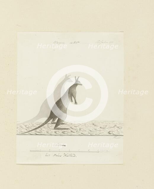 Macropus sp. (Kangaroo), 1788. Creator: John Hunter.