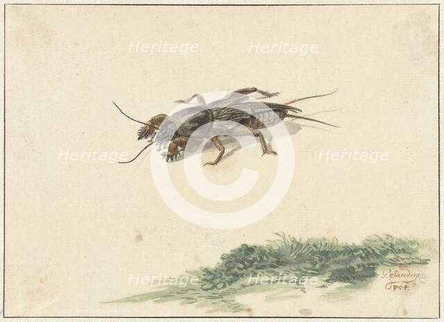 Insect, 1754. Creator: Gerard Sanders.