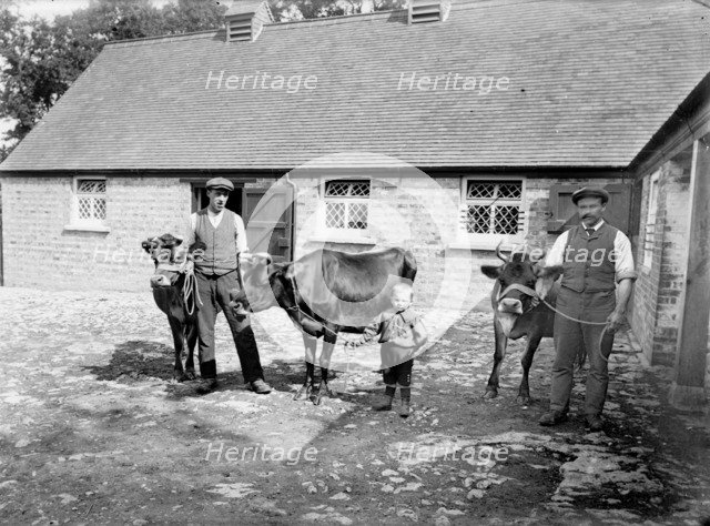 Farm labourers pose with cattle at Grendon Underwood, Buckinghamshire, c1873-c1923. Artist: Alfred Newton & Sons