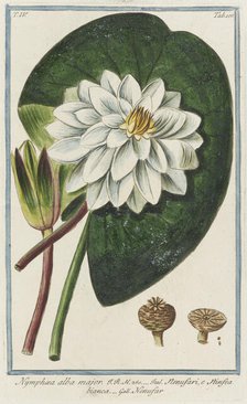 Nymphaea alba major, from Giorgio Bonelli's Hortus Romanus, vol. IV (1776). Creator: Maddalena Bouchard.