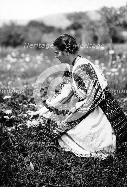 Young woman picking flowers, Bistrita Valley, Moldavia, north-east Romania, c1920-c1945. Artist: Adolph Chevalier