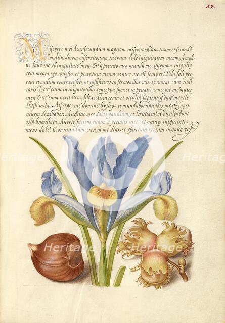 Spanish Chestnut, English Iris, and European Filbert, 1561-1562; illumination added 1591-1596. Creator: Joris Hoefnagel.