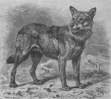 'The Wolf', c1900. Artist: Helena J. Maguire.