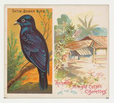 Satin Bower Bird, from Birds of the Tropics series (N38) for Allen & Ginter Cigarettes, 1889. Creator: Allen & Ginter.