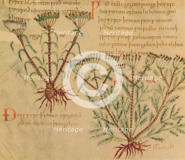 'Fennel', 1947. Artist: Unknown.