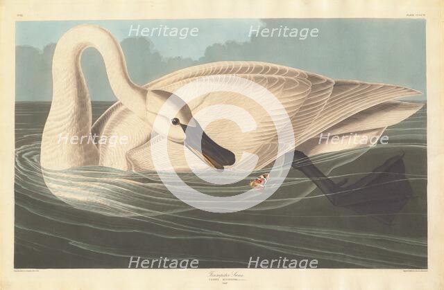 Trumpeter Swan, 1838. Creator: Robert Havell.