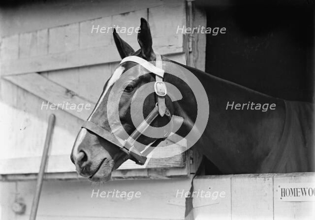 Horse Shows - Horse in Washington Horse Show, 1913. Creator: Harris & Ewing.