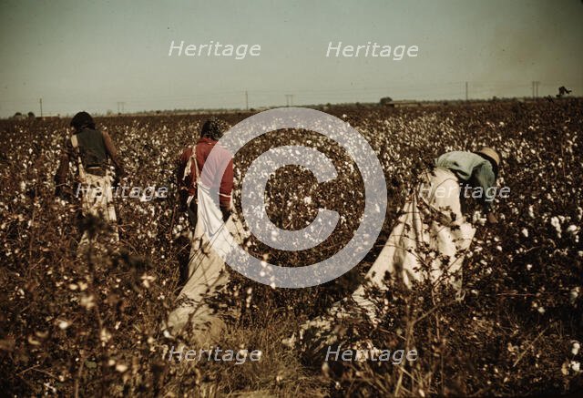 Day laborers picking cotton near Clarksdale, Miss., 1939. Creator: Marion Post Wolcott.