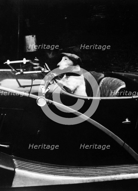 Bull Terrier dog in driver's seat of Hotchkiss