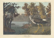 Yellow Shank, 1836. Creator: Robert Havell.