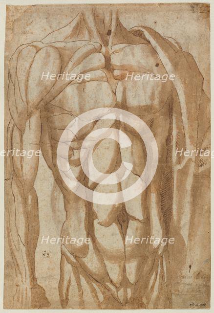 Study of a Flayed Torso, 1554. Creator: Bartolommeo da Arezzo (Italian, 1578).