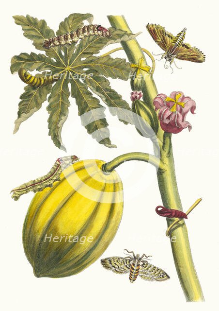 Papaya. From the Book Metamorphosis insectorum Surinamensium, 1705. Creator: Merian, Maria Sibylla (1647-1717).