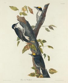 Three-Toed Woodpecker, 1832. Creator: Robert Havell.