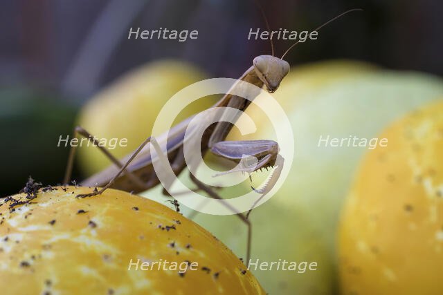 Guardian of the Garden. Creator: Joshua Johnston.