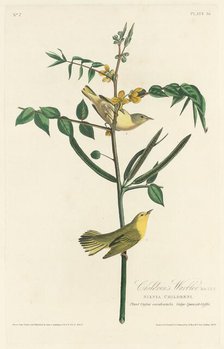 Children's Warbler, 1828. Creator: Robert Havell.