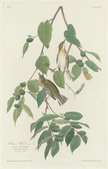 Autumnal Warbler, 1830. Creator: Robert Havell.