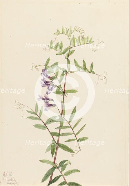 American Vetch (Vicia americana), 1922. Creator: Mary Vaux Walcott.